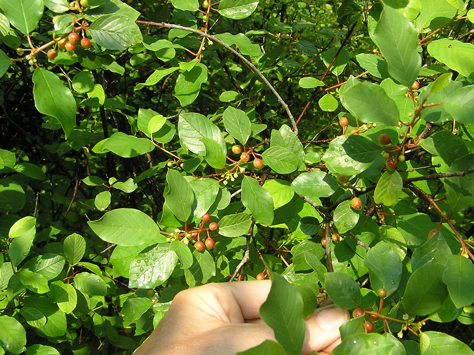 Glossy buckthorn fruit